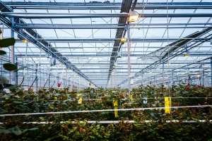 Victorian Style Greenhouses: Timeless Elegance for Your Garden