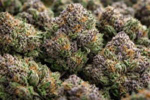 Understanding Indica Cannabis: A Modern Guide to Product Selection