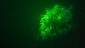 Mysterious burst of energy: What is the real explanation?